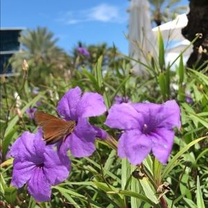 Meet your Posher, Erika